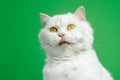 Cute portrait of white furry cat licks oneself on green chromakey background. Studio photo. Luxurious isolated domestic