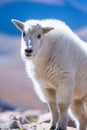 Cute portrait of young mountain goat Royalty Free Stock Photo