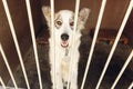 Cute positive dog looking in shelter cage, happy and sad emotio