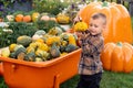 Cute positive little boy holding pumpkin enjoying fall activities at pumpkin patch, halloween and autumn time concept Royalty Free Stock Photo