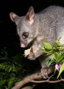 Possum holding bitten apple