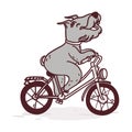 Happy Terrier On A Bicycle. Cute Postcard With Dog On A Bike.