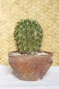Cute potted cactus on wooden table