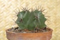 Cute potted cactus on wooden table