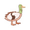 Cute poultry duck cartoon