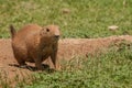 Cute Prairie Dog at Burrow Royalty Free Stock Photo