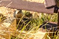 Cute Prairie Dog By Cattleguard