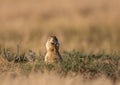 Cute Prairie Dog in Summer Royalty Free Stock Photo