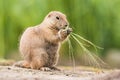 Cute Prairie dog is eating grass Royalty Free Stock Photo