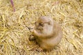 Cute prairie dog eating grass on hay grass Royalty Free Stock Photo