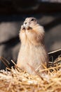 Cute Prairie Dog Facing Forward eating with hands at mouth standing upward Royalty Free Stock Photo