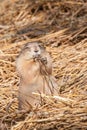 Cute Prairie Dog Facing Forward  eyes closed eating with hands at mouth standing upward Royalty Free Stock Photo