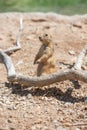 Cute Prairie Dog Royalty Free Stock Photo