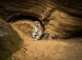 Cute Prairie dog sitting after lunch. Royalty Free Stock Photo