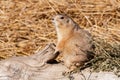 Cute Prairie Dog in sun Facing Facing left sitting on a log Royalty Free Stock Photo