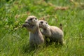 Cute prairie dogs in the prairie dog town in Devils Tower National Monument, eating sunflower seeds. Only one animal in focus, on Royalty Free Stock Photo