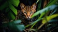 Cute predator among jungles. Beutiful cat with green eyes hides in green leaves in the garden