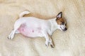 cute pregnant Jack Russell terrier dog lies on a woolen rug