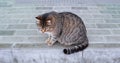 Cute Pregnant Moggy On Paved Surface