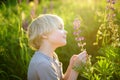 Cute preschooler boy admiring of lupine flowers in field on sunset. Inquisitive child exploring nature at summer