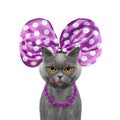 Cute pretty cat with bow-knot and necklace