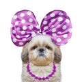 Cute pretty dog with bow-knot and necklace