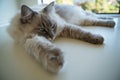 Adult female lynx point ragdoll cat laying sprawled out beside a window