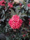 Cute pretty fresh red flowers in the park