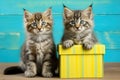 Cute pretty kittens couple with gift box for birthday gift or valentine\'s day greeting card Royalty Free Stock Photo