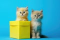 Cute pretty kittens couple with gift box for birthday gift or valentine\'s day greeting card Royalty Free Stock Photo