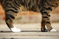 Cute pretty tabby british shorthair stripy cat standing in the sun Royalty Free Stock Photo