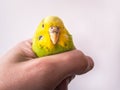 Budgerigar parakeet being held in a human hand