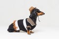 Cute profile dachshund dog with Cowboy costume and western hat isolated on gray background