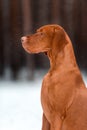 Cute profile portrait of Hungarian vyzhla sit on snow in winter forest. look cool on camera