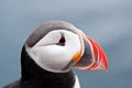 Cute puffin bird close up portrait