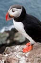 Cute puffin bird close up portrait