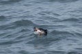 Cute Atlantic Puffin Grooming Himself while Swimming Royalty Free Stock Photo