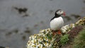 Cute puffin on the rocks in iceland