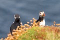 Cute Puffin in Shetland Islands