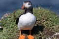 Cute Puffin standing by cliff