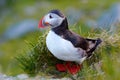 Cute puffin standing on cliff fratercula arctica