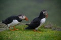 Cute Puffins on the grass in the Faroe Islands Royalty Free Stock Photo