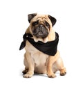 Cute pug in a black scarf around his neck on a white background Royalty Free Stock Photo