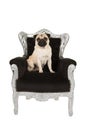 Cute pug dog on a baroque chair Royalty Free Stock Photo