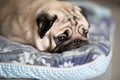 Cute pug dog breed lying on white bed and sleep