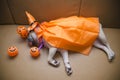 Cute pug dog with costume of happy halloween day sleep lay down on sofa with plastic pumpkin Jack O'Lantern