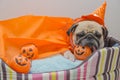 Cute pug dog with costume of happy halloween day sleep rest lay down on bed with plastic pumpkin
