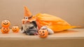 Cute pug dog with costume of happy halloween day sleep on sofa with plastic pumpkin