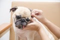 Cute pug dog with ear picking for clean from owner Royalty Free Stock Photo