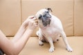 Cute pug dog with ear picking for cleaning from owner Royalty Free Stock Photo